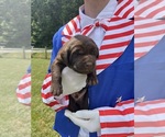 Small #4 Labrador Retriever