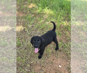Bluetick Coonhound-Labrador Retriever Mix Puppy for sale in APPOMATTOX, VA, USA