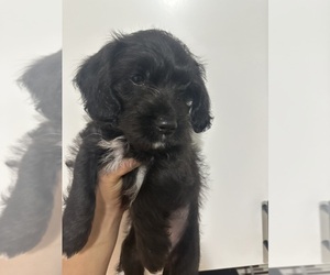 Medium Cock-A-Poo-Jack Russell Terrier Mix