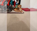 Small #2 Retriever  Mix