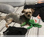 Small #2 Mutt