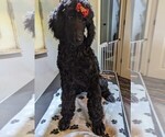 Small Photo #30 Poodle (Standard) Puppy For Sale in SAND SPRINGS, OK, USA
