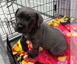 Small Mutt