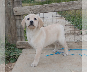 Labrador Retriever Puppy for sale in CALIENTE, CA, USA