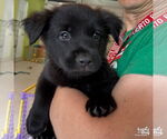 Small #1 Labrador Retriever-Retriever  Mix