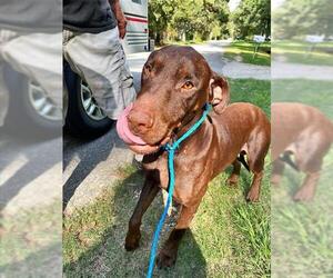 Doberman Pinscher Dogs for adoption in Houston, TX, USA