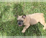 Small #3 French Bulldog