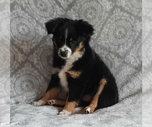 Miniature American Shepherd Puppy for sale in LUCK, WI, USA