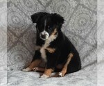 Small Miniature American Shepherd