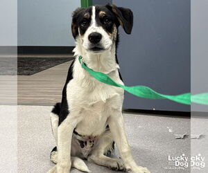 Labrador Retriever-Unknown Mix Dogs for adoption in Washington, DC, USA