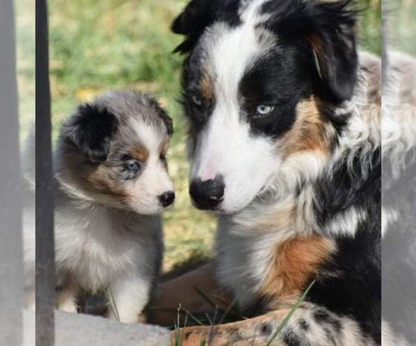 Medium Photo #1 Australian Shepherd Puppy For Sale in KENESAW, NE, USA