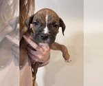 Small Photo #16 American Pit Bull Terrier-Black Mouth Cur Mix Puppy For Sale in QUAKER HILL, CT, USA
