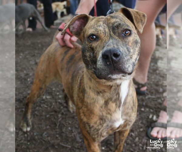 Medium Photo #6 Plott Hound-Unknown Mix Puppy For Sale in Washington, DC, USA