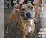 Small #5 Plott Hound Mix