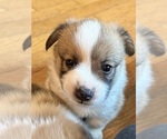 Small #2 Pembroke Welsh Corgi