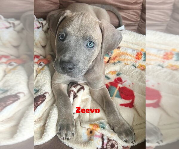 Medium Photo #2 American Staffordshire Terrier-Weimaraner Mix Puppy For Sale in Germantown, OH, USA