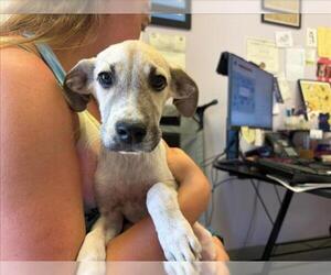 Rhodesian Ridgeback-Unknown Mix Dogs for adoption in Santa Cruz, CA, USA