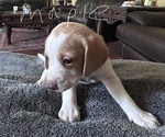 Puppy 3 Poogle