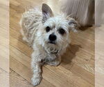 Small #3 Silky Terrier Mix
