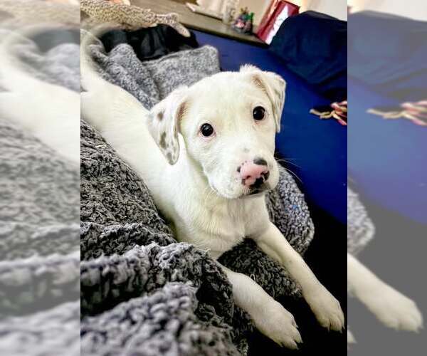 Medium Photo #2 Mutt Puppy For Sale in pomfret, CT, USA