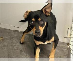 Medium Chihuahua Mix