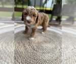 Small Photo #17 Goldendoodle (Miniature) Puppy For Sale in OWENSBORO, KY, USA
