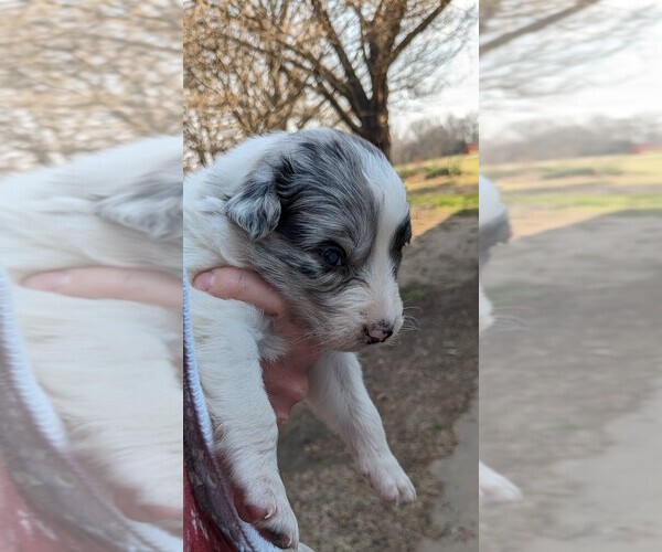 Medium Photo #3 Border-Aussie Puppy For Sale in FREDONIA, KS, USA