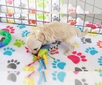 Small #11 Maltese-Poodle (Toy) Mix