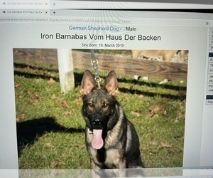 Father of the German Shepherd Dog puppies born on 09/04/2021