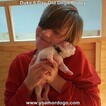 Small Photo #13 Dogo Argentino Puppy For Sale in JANE, MO, USA