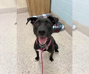 Labrador Retriever-Unknown Mix Dogs for adoption in Brighton, CO, USA