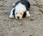 Puppy Orange Female Old English Sheepdog