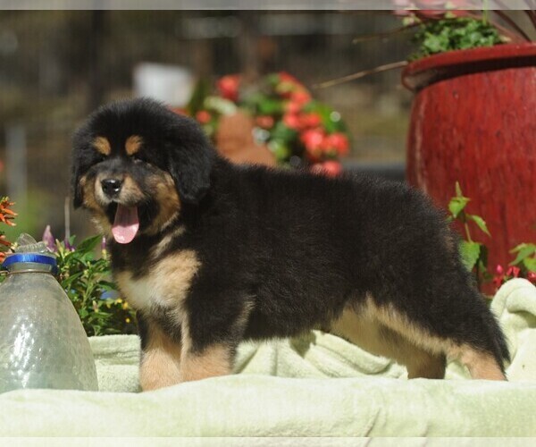 Medium Photo #2 Tibetan Mastiff Puppy For Sale in FORT GIBSON, OK, USA