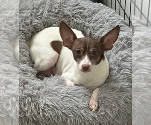 Mother of the Rat Terrier puppies born on 02/12/2025