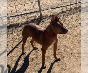 Mutt Dogs for adoption in Yoder, CO, USA