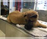 Small Mastiff Mix