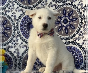German Shepherd Dog Puppy for sale in LANCASTER, PA, USA