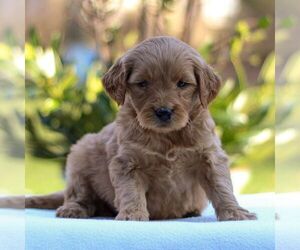 Goldendoodle Puppy for sale in NEW HOLLAND, PA, USA