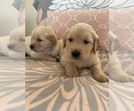 Small Photo #1 Golden Retriever Puppy For Sale in CAPE CORAL, FL, USA