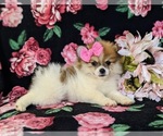 Small Photo #4 Pomeranian Puppy For Sale in CHRISTIANA, PA, USA