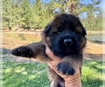 Small #2 German Shepherd Dog
