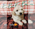 Puppy Belle Goldendoodle-Poodle (Miniature) Mix