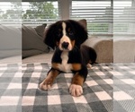 Small Photo #3 Bernese Mountain Dog Puppy For Sale in INDIANAPOLIS, IN, USA