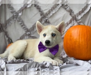Pomsky-Shiba Inu Mix Puppy for sale in LANCASTER, PA, USA