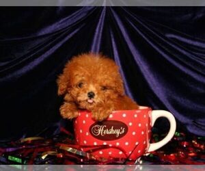 Poodle (Toy) Puppy for sale in JACKSONVILLE, FL, USA