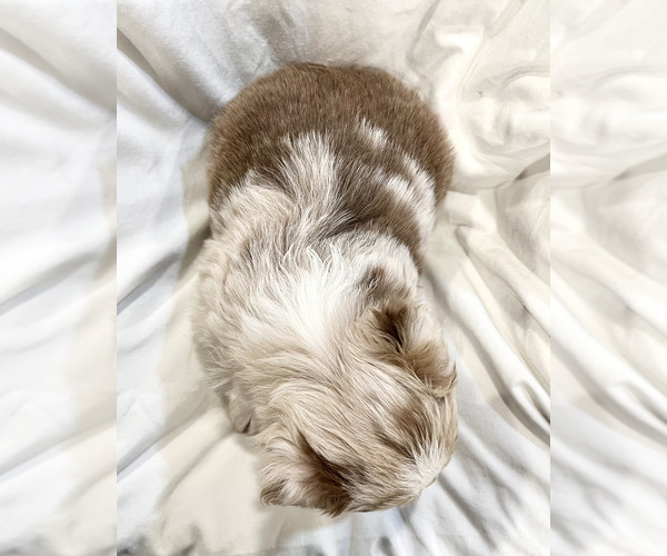Full screen Photo #4 Miniature Australian Shepherd Puppy For Sale in BEATTY, OR, USA