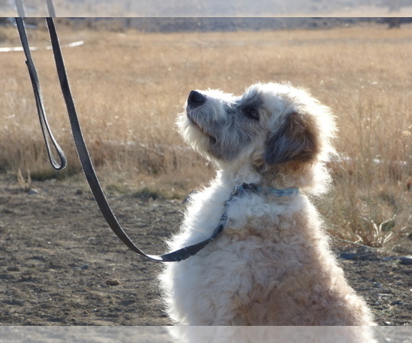 Medium Photo #17 Bordoodle Puppy For Sale in OLATHE, CO, USA