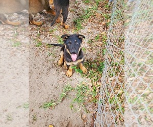 German Shepherd Dog Puppy for sale in DADE CITY, FL, USA