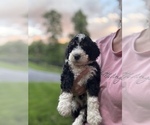 Small #4 Bernedoodle (Miniature)