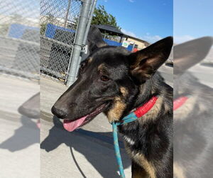 German Shepherd Dog Dogs for adoption in HESPERIA, CA, USA